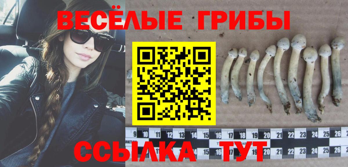 Псилоцибиновые грибы Psilocybe Севастополь